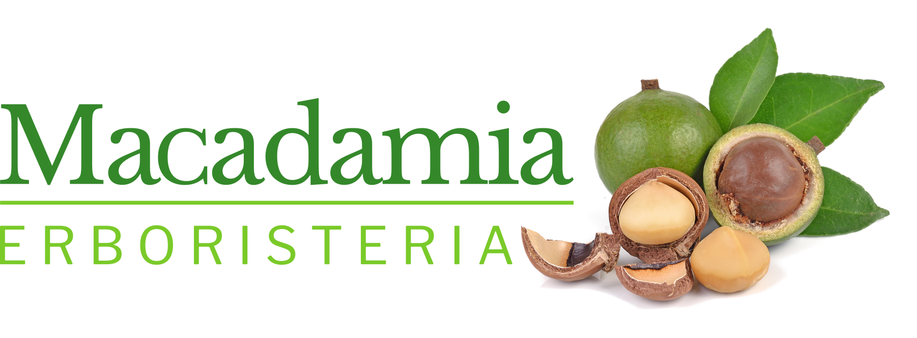 Macadamia